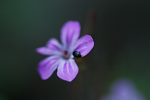 macro_014 